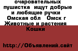 2 очаровательных пушистка  ищут добрые и любящие ручки - Омская обл., Омск г. Животные и растения » Кошки   